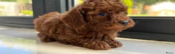 Toy Poodle dogs for sale: Gorgeous toy poodle x Asian toy poodle DNA tested - Advert 10