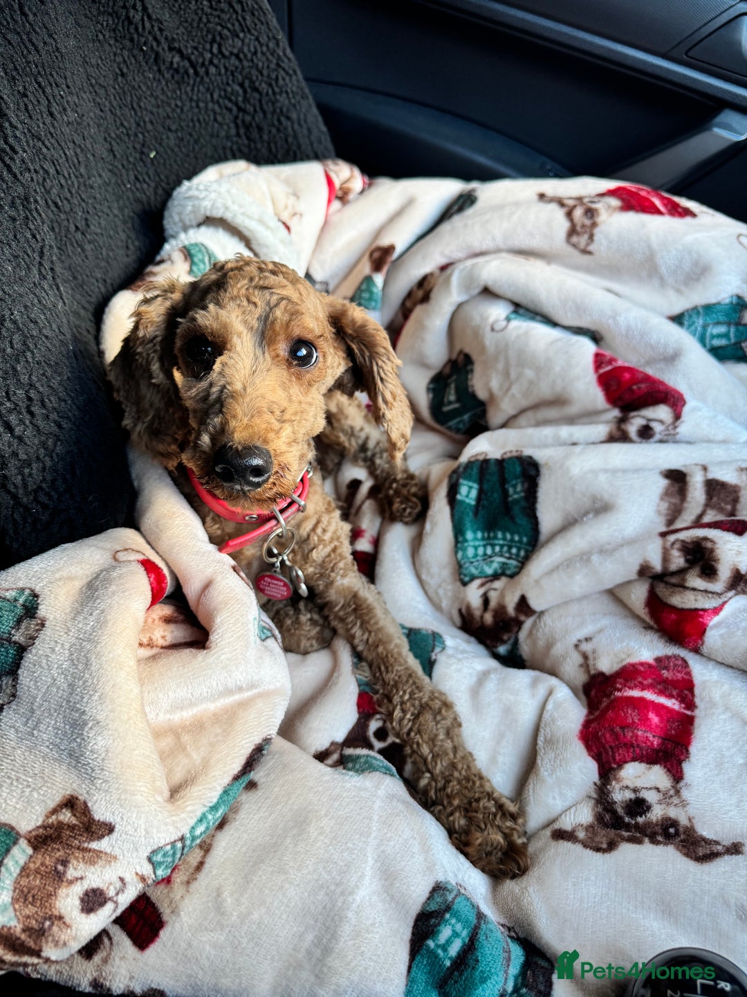 Poodle dogs for sale: KC Red fox miniature toy poodle. Ready now - Image 2