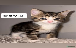 Domestic Shorthair cats for sale: Beautiful Tabby Kittens Possible Norwegian Forest - Image 3