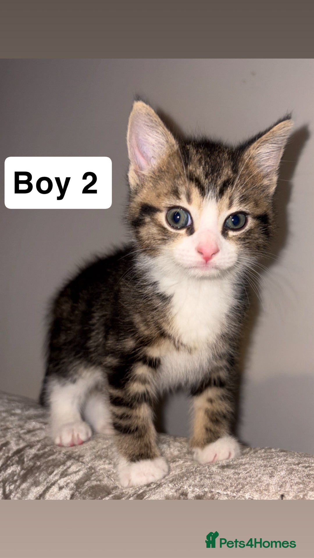 Domestic Shorthair cats for sale: Beautiful Tabby Kittens Possible Norwegian Forest - Image 3