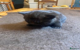 Mixed Breed cats for sale: Beautiful Sweet Kittens - Advert 6