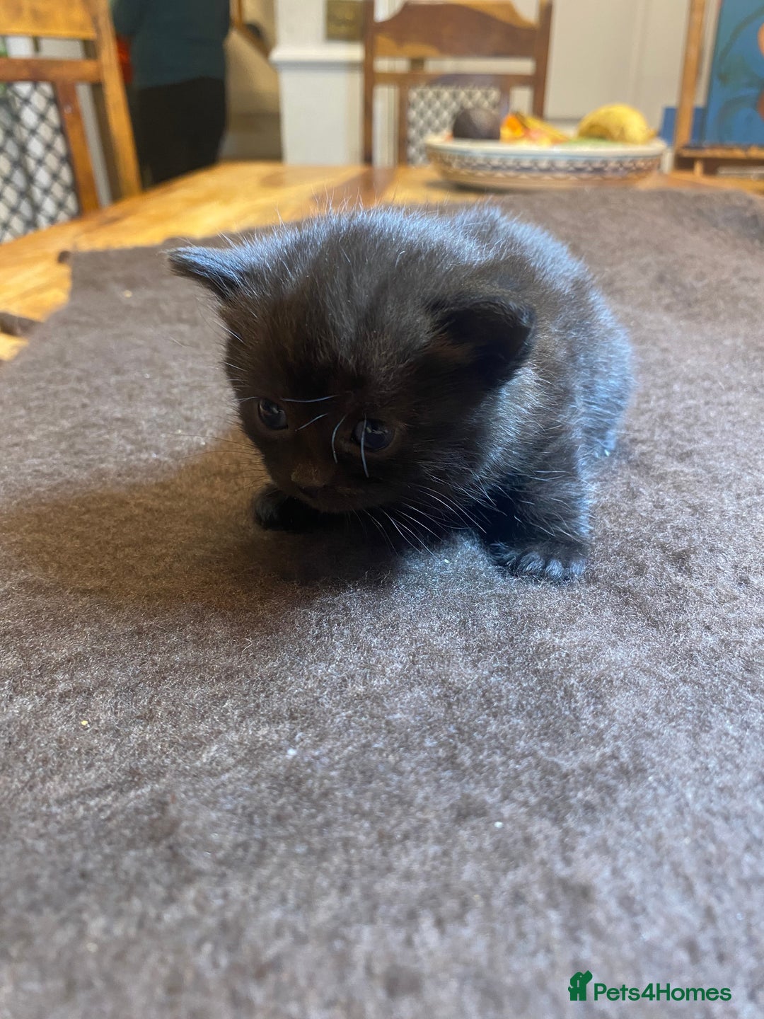 Mixed Breed cats for sale: Beautiful Sweet Kittens - Advert 6