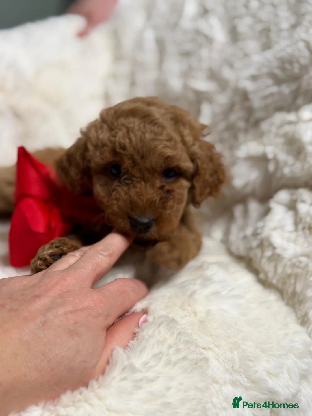 Labradoodle dogs for sale: Labradoodle  - Advert 7