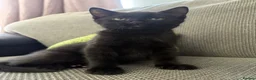 Mixed Breed cats for sale: Loving Black Female Kitten  - Advert 6