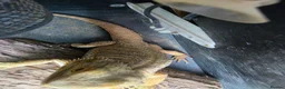 Bearded Dragon reptiles for sale: Bearded dragon  - Advert 4
