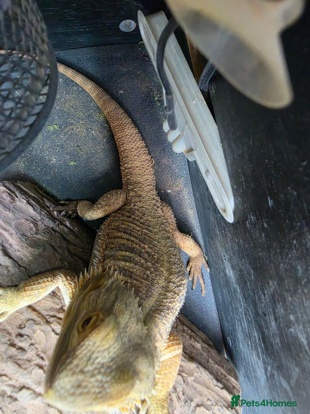Bearded Dragon reptiles for sale: Bearded dragon  - Advert 4
