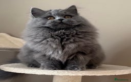 British Shorthair cats for sale: Beautiful British longhair female - Image 5