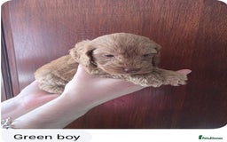 Cockapoo dogs for sale: Stunning F1 Cocokapoos - Image 6