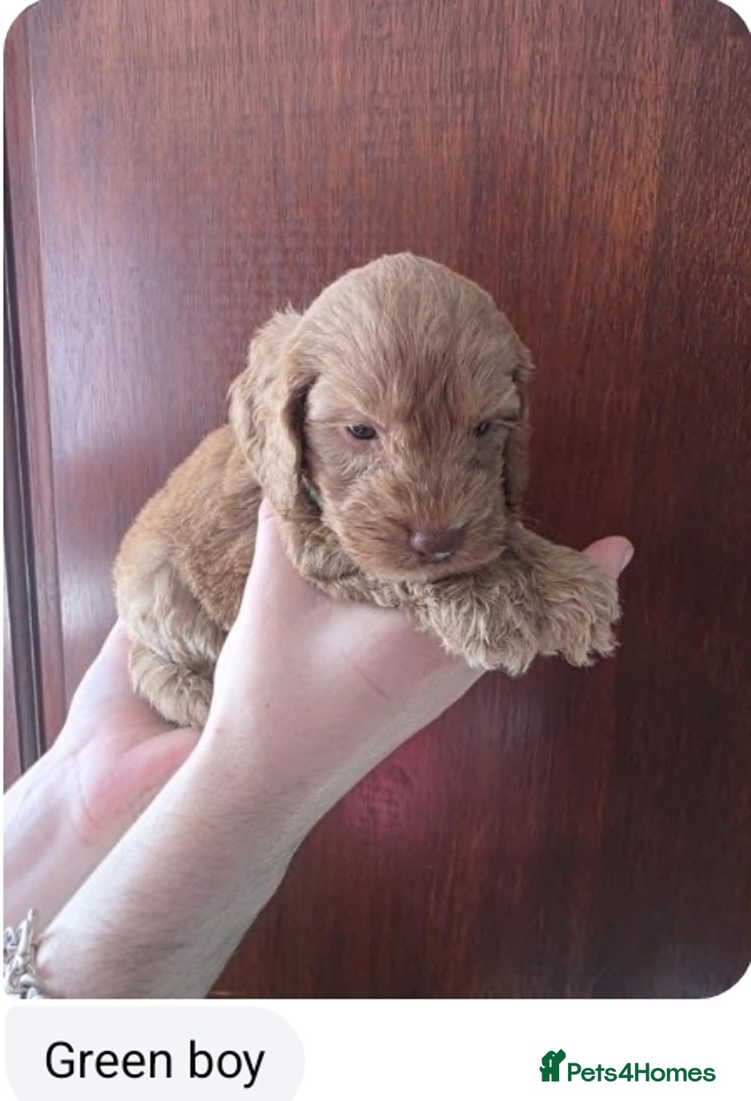 Cockapoo dogs for sale: Stunning F1 Cocokapoos - Image 6