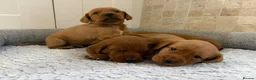 Labradoodle dogs for sale: F1B Quality Health Tested Fox Red Labradoodle  - Advert 9