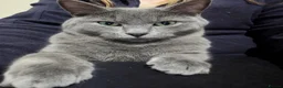 Russian Blue cats for sale: Gorgeous Russian Blue x British shorthaired  - Advert 1
