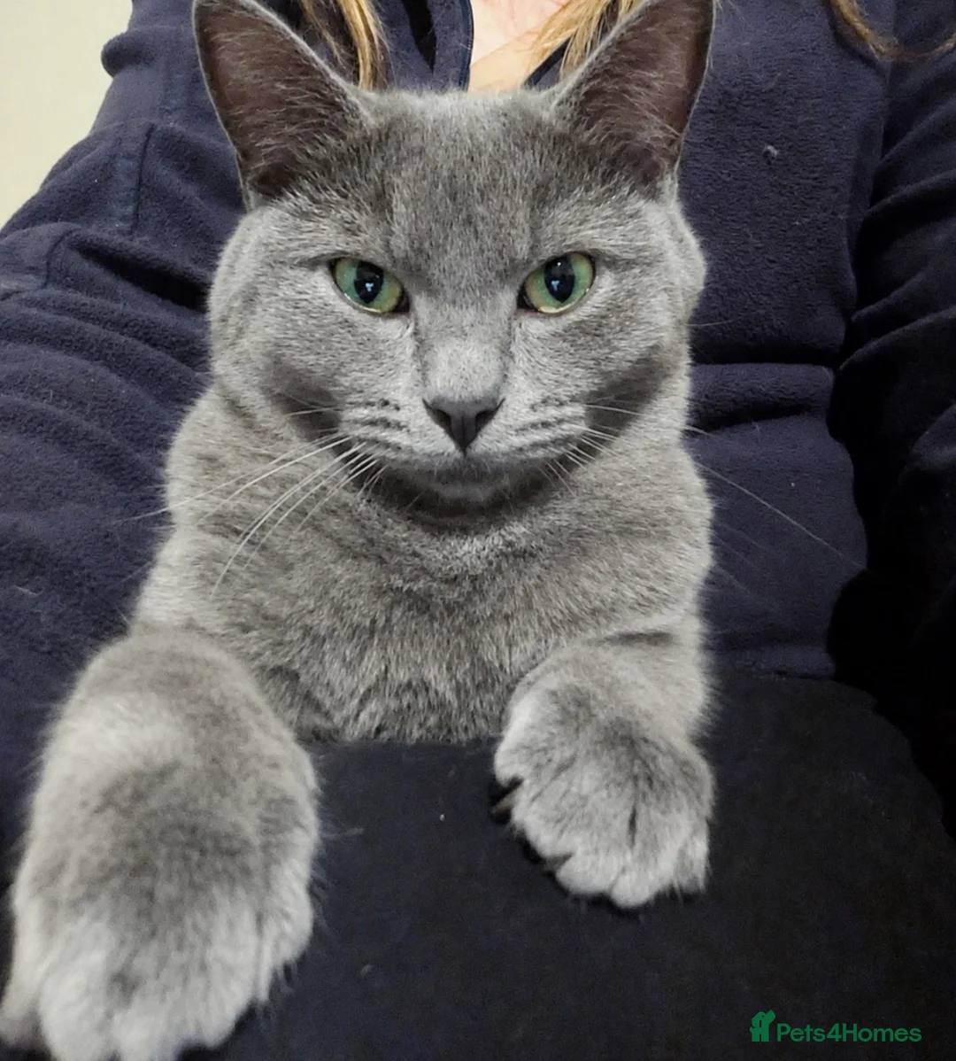 Russian Blue cats for sale: Gorgeous Russian Blue x British shorthaired  - Advert 1