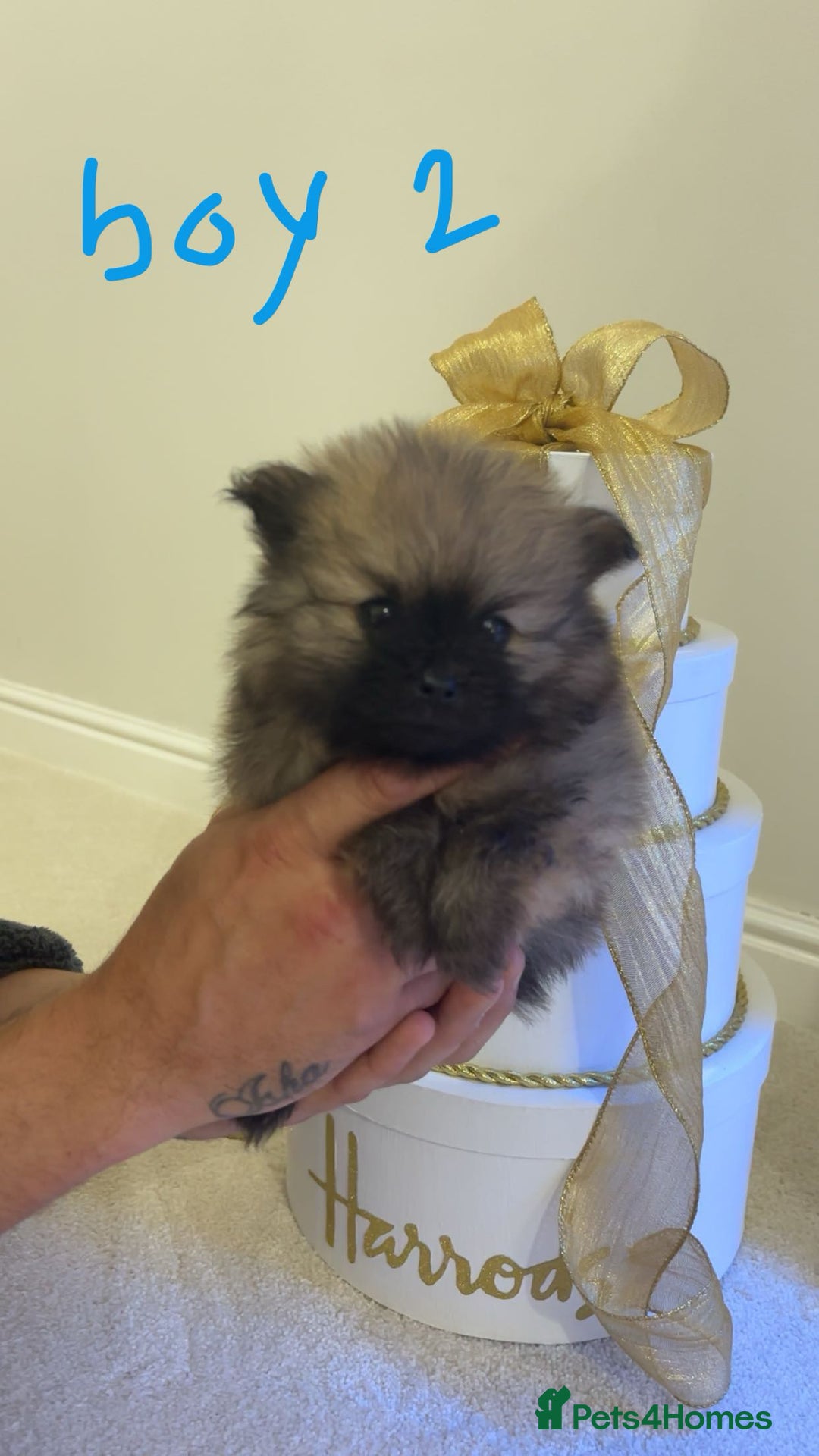 Pomeranian dogs for sale: Small Pomeranian puppies  - Advert 4