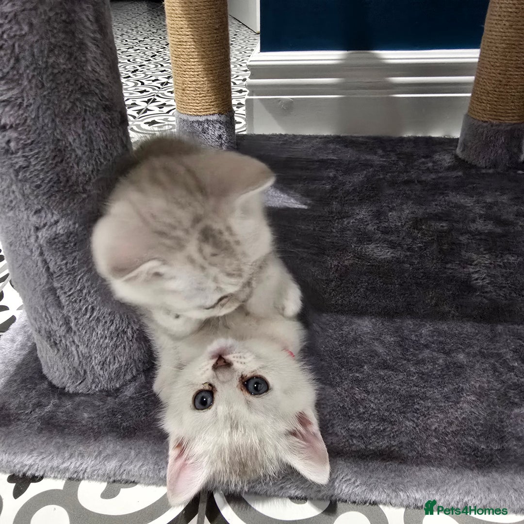 British Shorthair cats for sale: British Short Hair Kittens - Advert 6