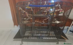 Parrots birds for sale: LORD DERBYAN MALE 5 MONTHS OLD  - Image 1