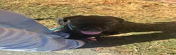 Cane Corso dogs for sale: Cane corso 1 MALE LEFT - Advert 3