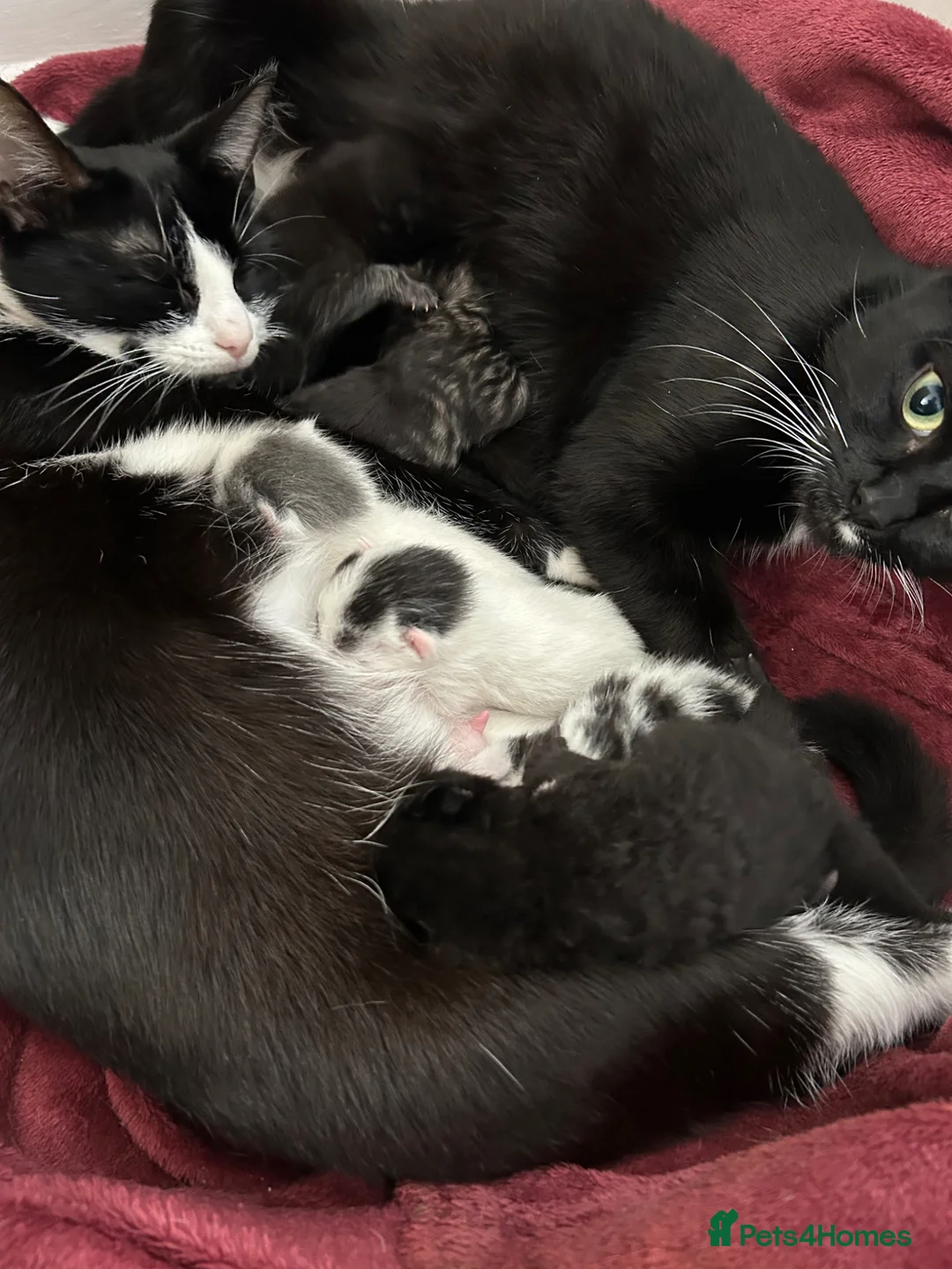 Siamese cats for sale: 2 Siamese cross kittens - Advert 4