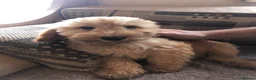 Cockapoo dogs for sale: Puppies are now sold  - Advert 11