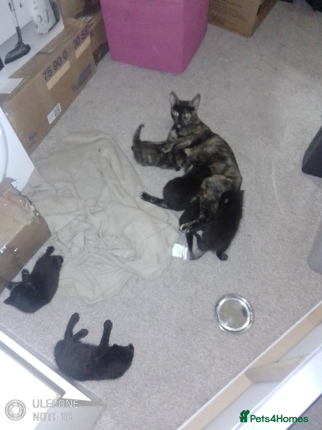 Mixed Breed cats for sale: Kittens - Image 5