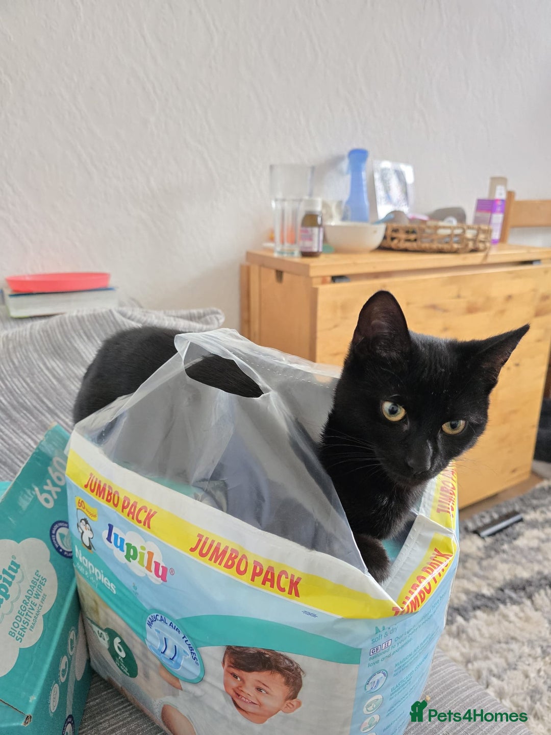 Mixed Breed cats for sale: 5 kittens for sale - Image 9