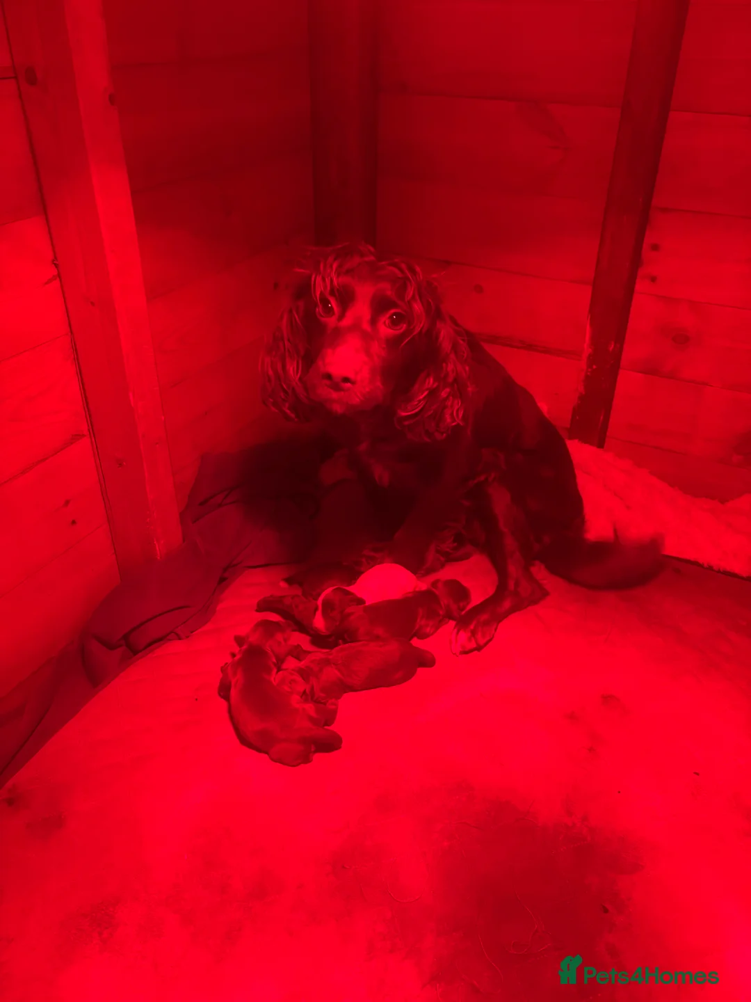 Cocker Spaniel dogs for sale: cocker spaniel puppy’s  - Advert 1