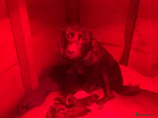 Cocker Spaniel dogs cocker spaniel puppy’s - Advert 14