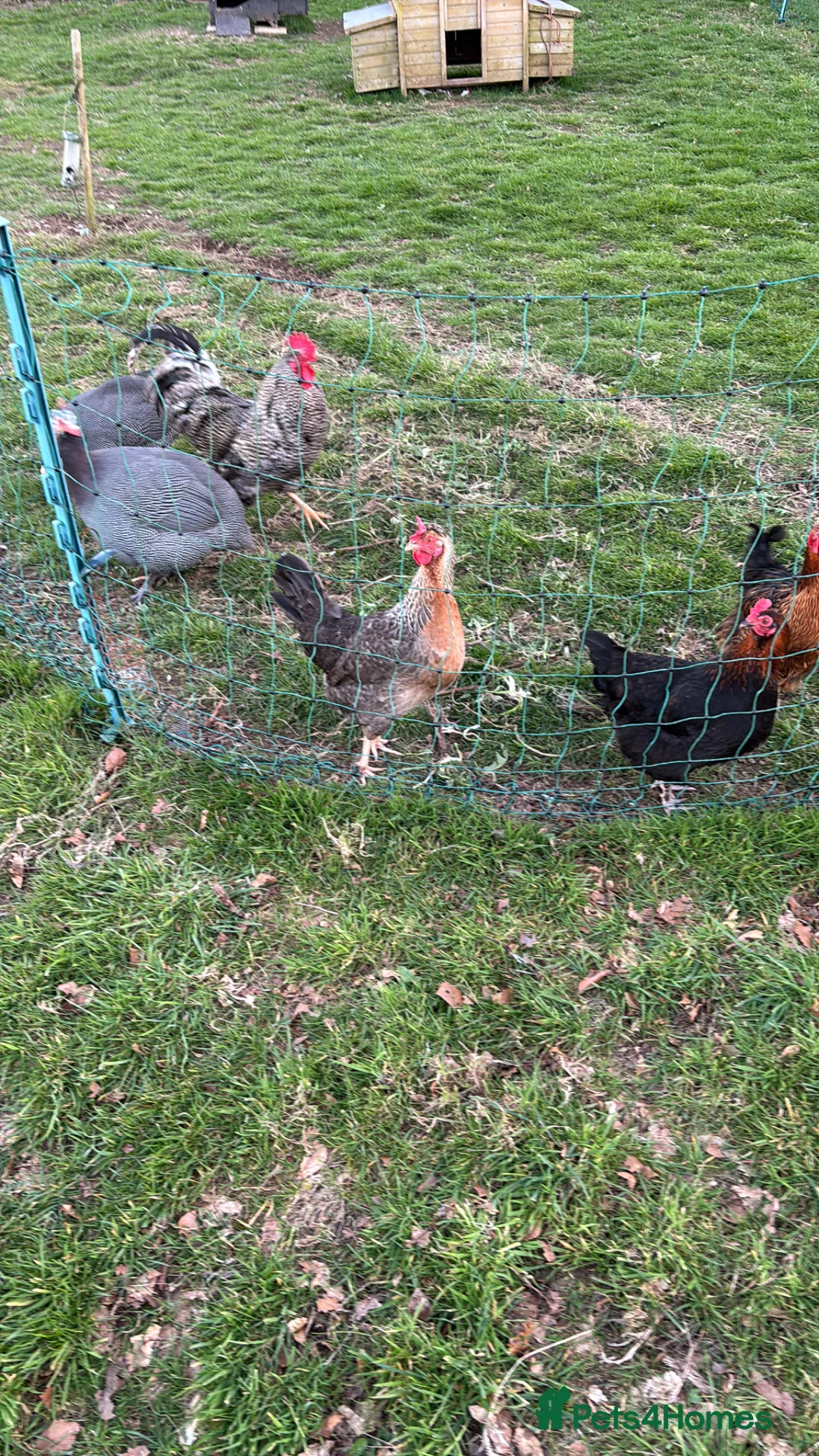 Guinea Fowl poultry for sale: Guinea Foul pair in South Brent - Advert 2