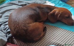 Miniature Dachshund dogs for sale: 10 month old girl - Image 4