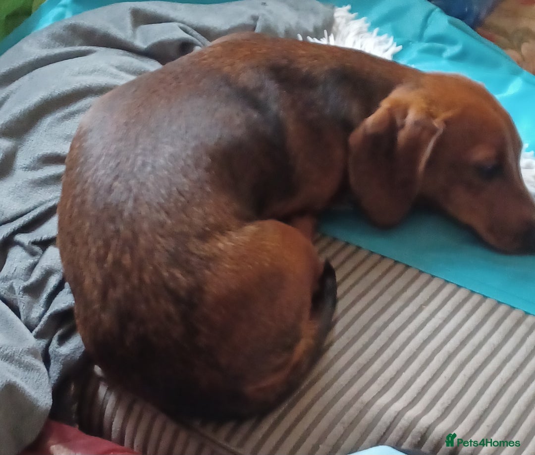Miniature Dachshund dogs for sale: 10 month old girl - Image 4