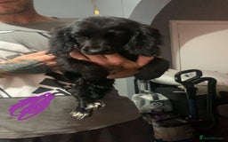Cocker Spaniel dogs for sale: 3 cocker spaniel girls - Image 6
