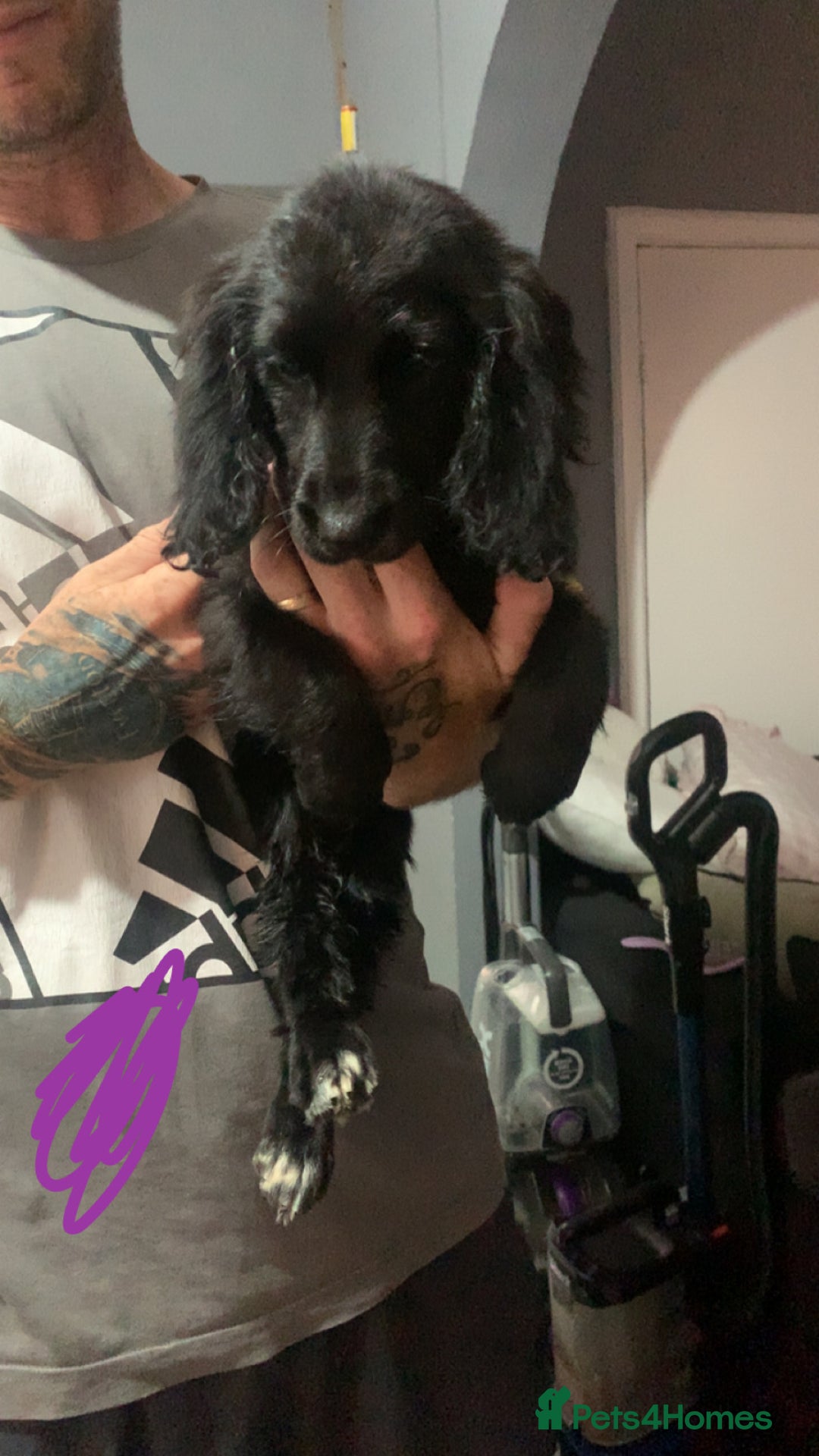 Cocker Spaniel dogs for sale: 3 cocker spaniel girls - Image 6
