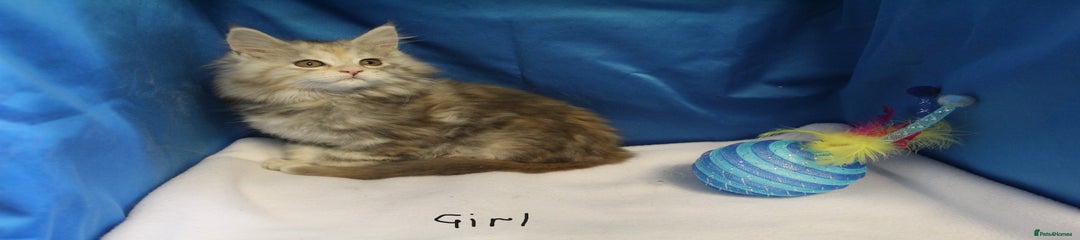 Maine Coon Kitten 1