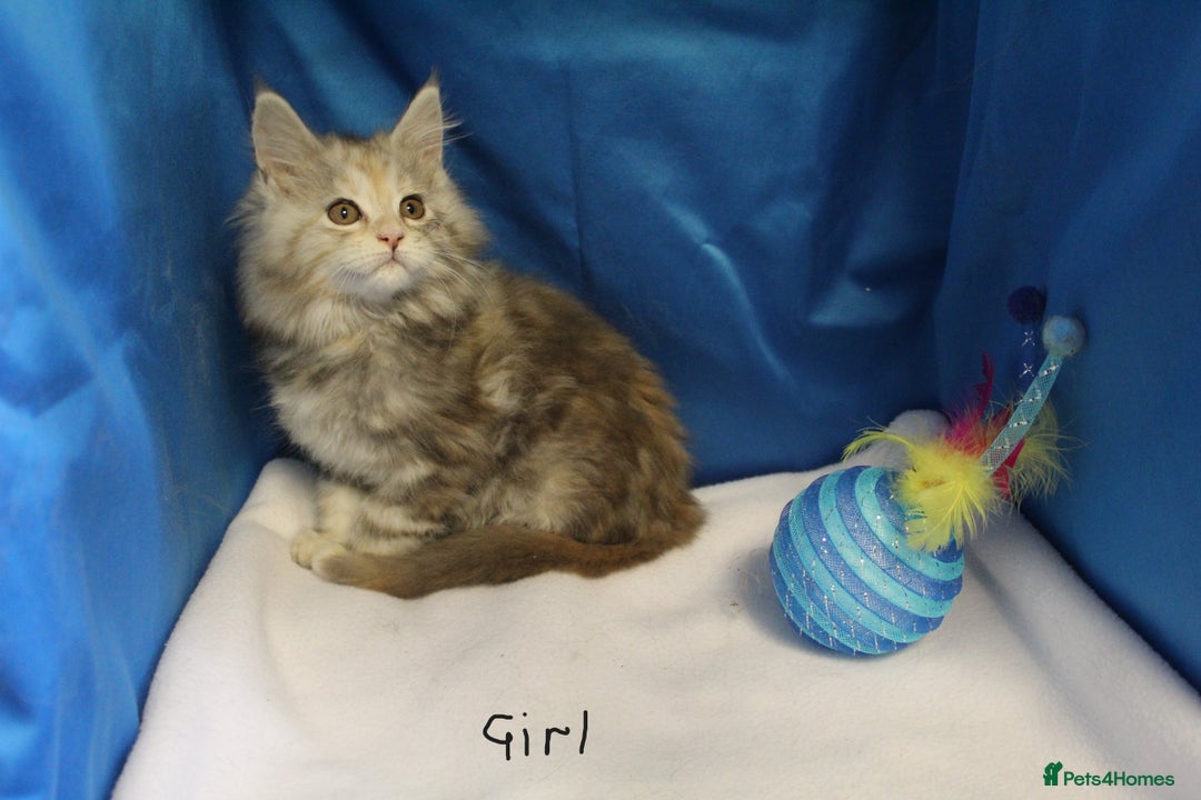 Maine Coon cats for sale: beautiful maine coon kittens - Image 1