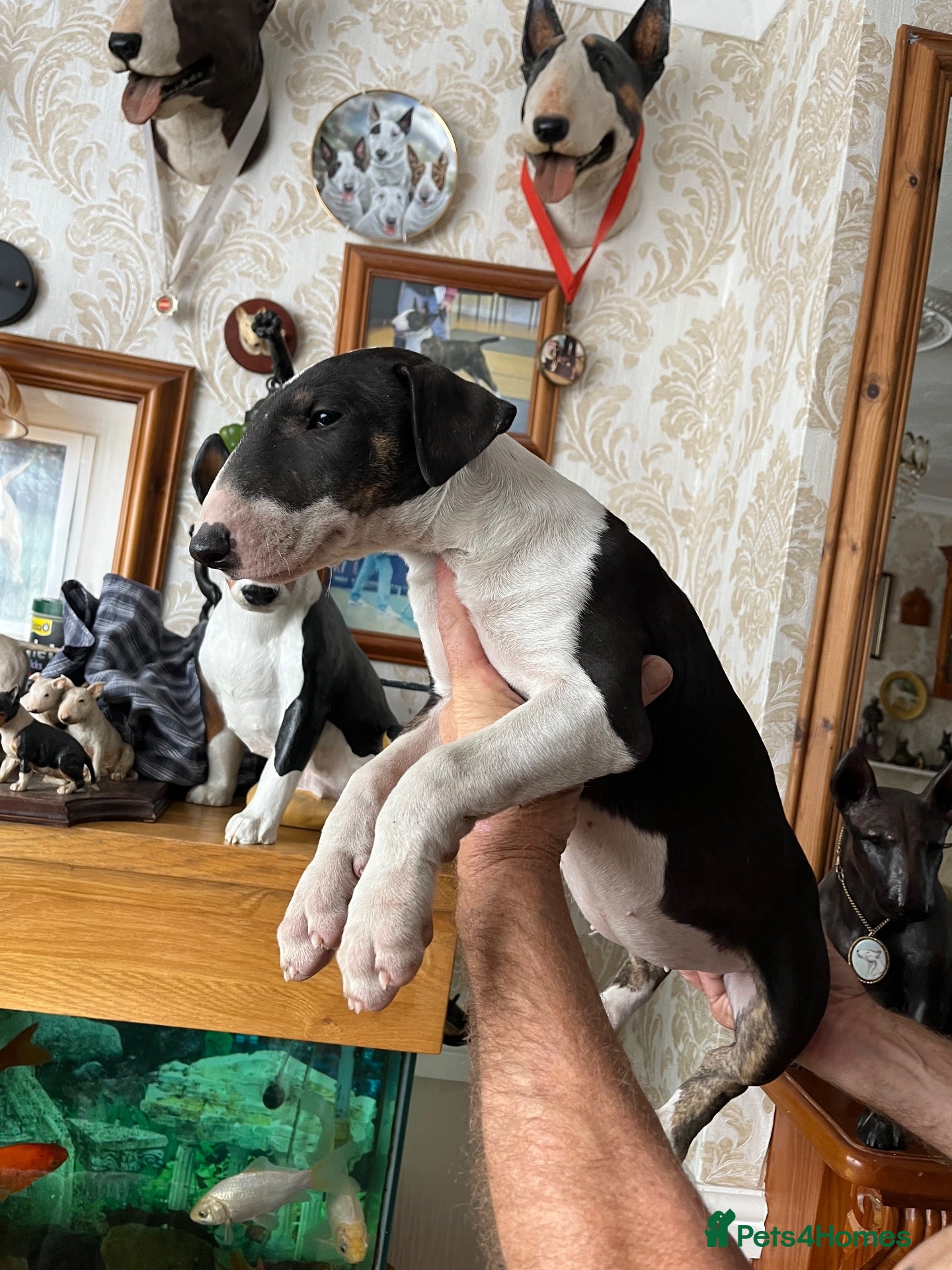 English Bull Terrier dogs English bull terrier puppies - Advert 2