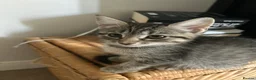 Mixed Breed cats for sale: Puuurfectly Adorable Kittens  - Advert 3