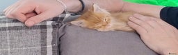 Maine Coon cats for sale: LAST 2! Ginger Girl & Boy full Maine Coon Kittens - Advert 7