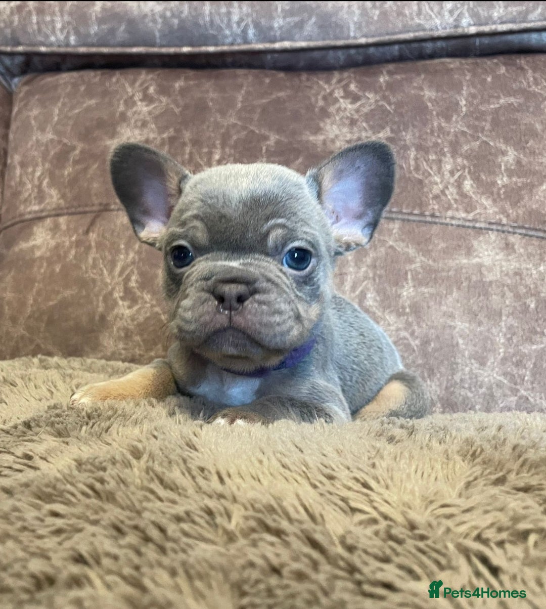 French Bulldog dogs Gorgeous little frenchie fur babies - Advert 1