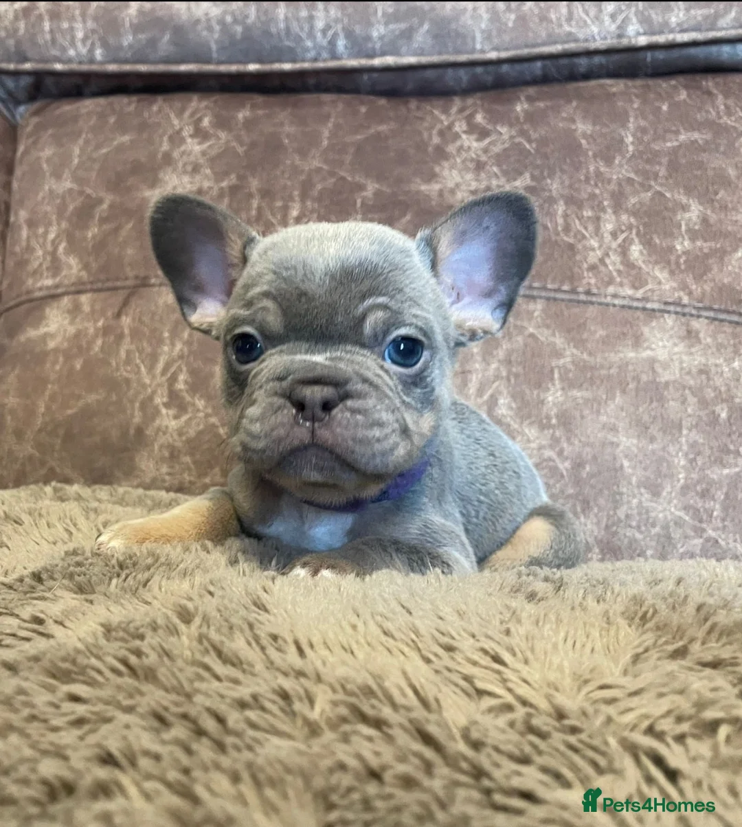 French Bulldog dogs for sale: Gorgeous little frenchie fur babies - Advert 1