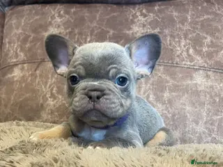 French Bulldog dogs Gorgeous little frenchie fur babies - Advert 3