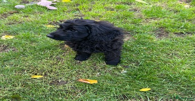 Cockapoo dogs - Advert 15