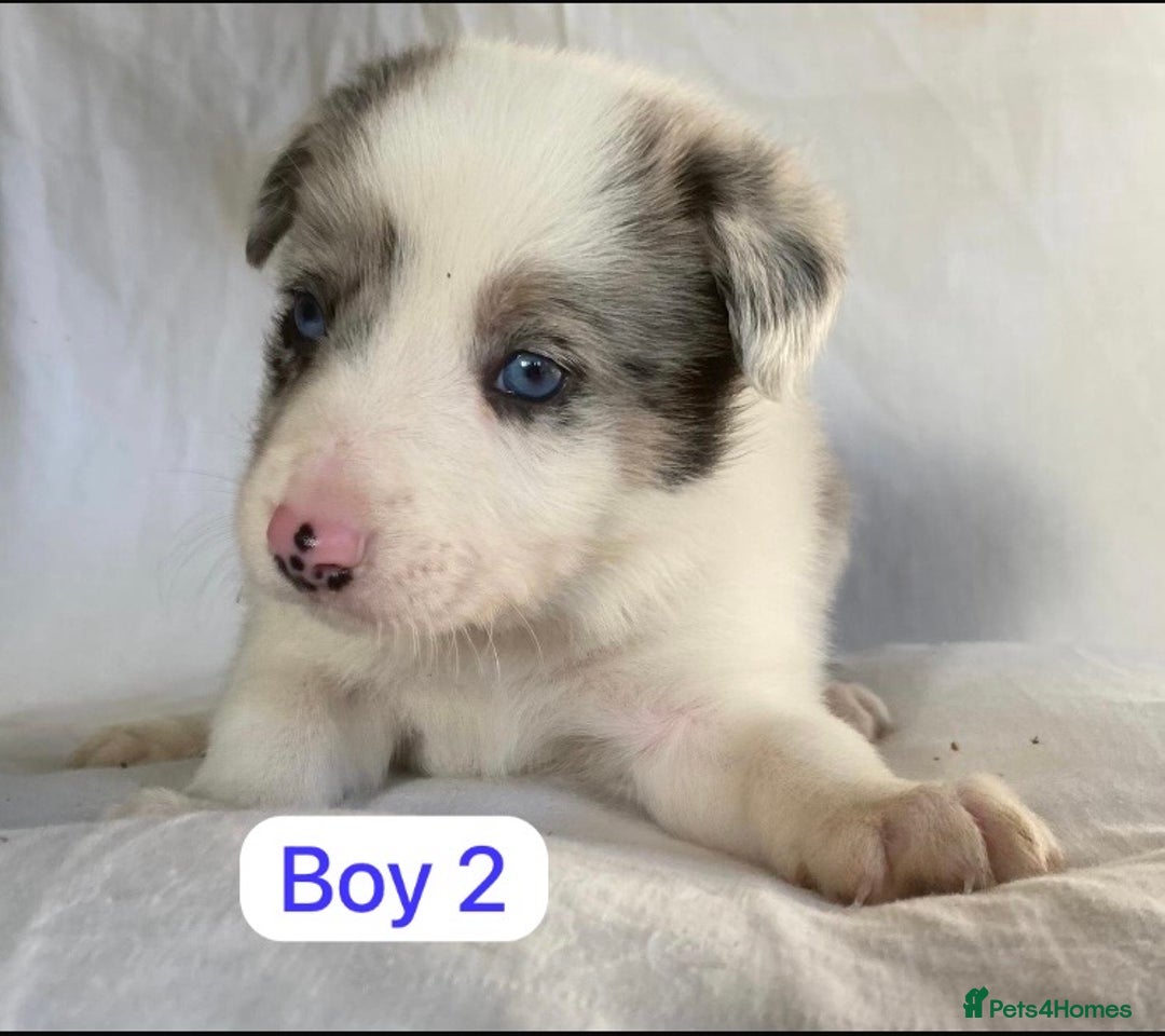 Border Collie dogs for sale: KC registered border collie puppies - Advert 4