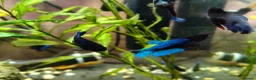 Bettas fish for sale: Bettas / Fighters mix beautiful blues & tempered  in Yelverton - Advert 5