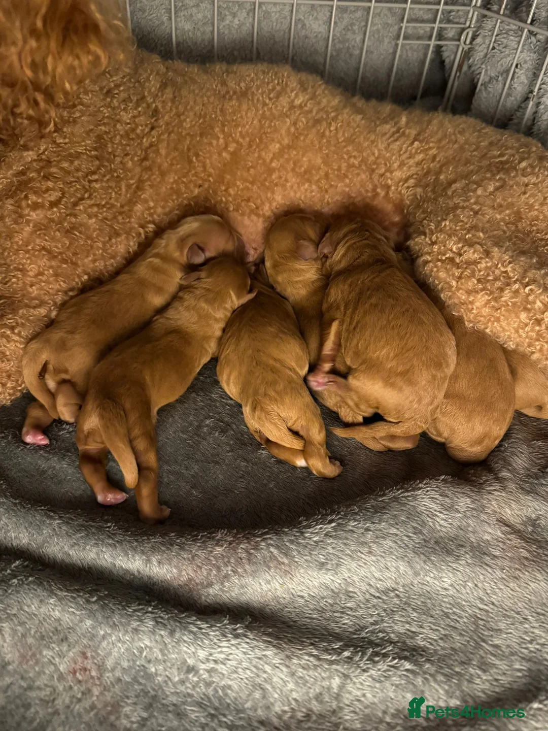 Cavalier King Charles Spaniel dogs for stud:  HEALTH TESTED kc cavalier king charles for stud  in Bedford - Advert 12