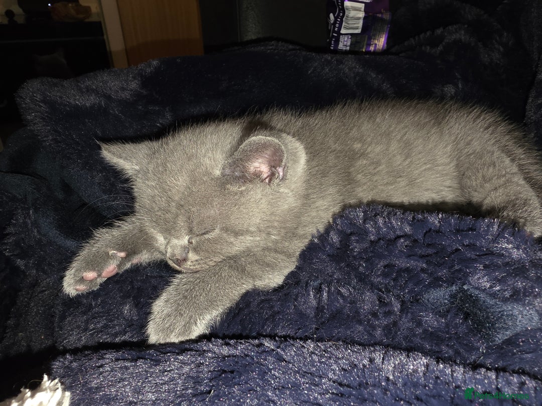 British Shorthair cats for sale: Stunning bsh kittens looking for homes 🏡 - Advert 6