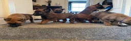 Belgian Shepherd Dog dogs for sale: Belgian malinois puppies - Advert 13