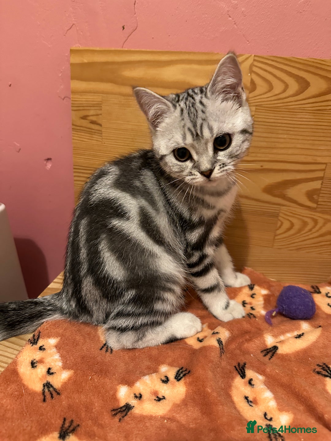 British Shorthair cats for sale: Silver Tabby BSH GCCF registered Kittens - Image 13