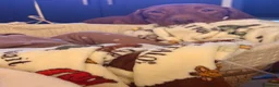 Hungarian Vizsla dogs for sale: Exceptional Hungarian Vizsla Puppies - Advert 22