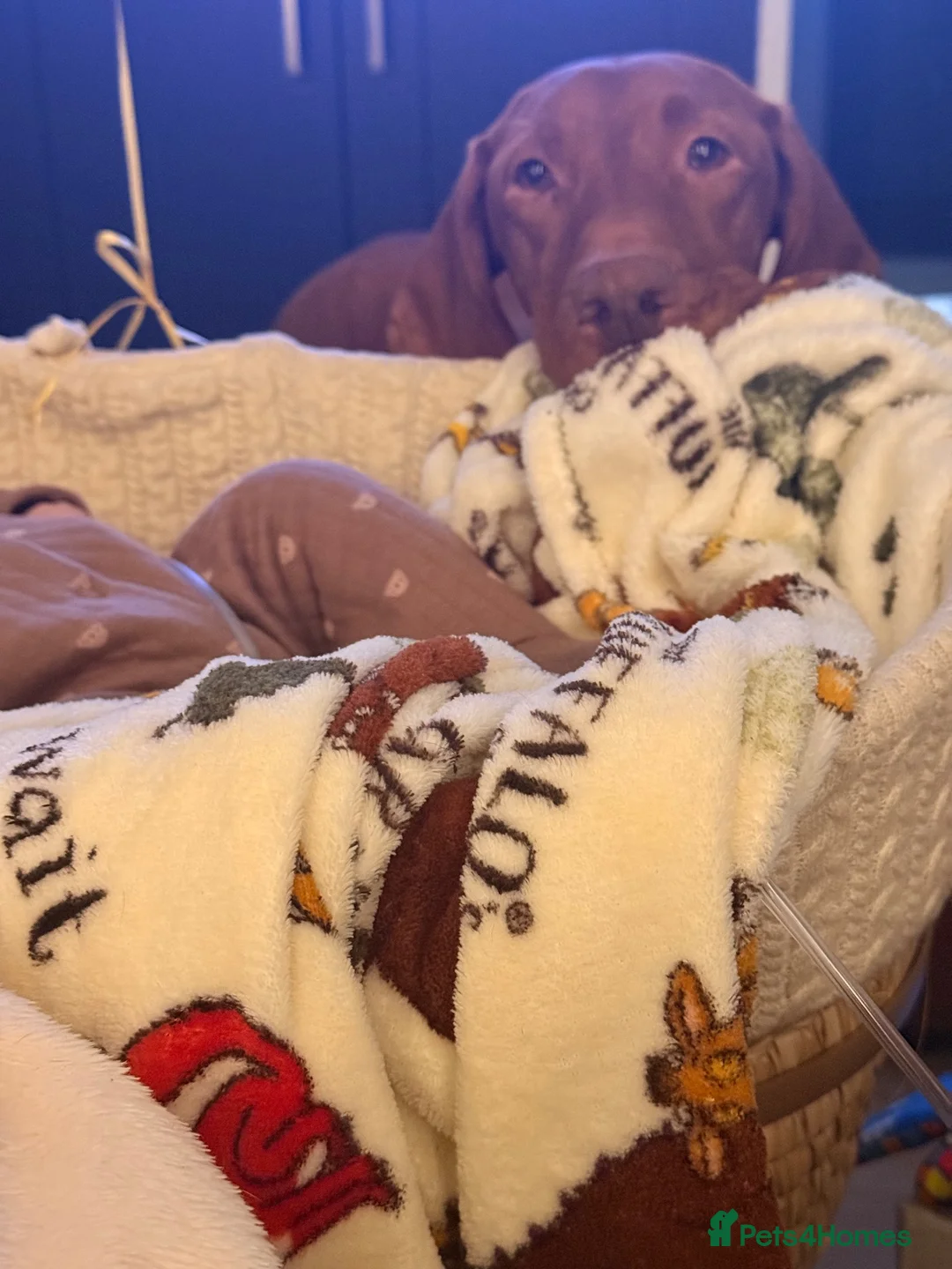 Hungarian Vizsla dogs for sale: Exceptional Hungarian Vizsla Puppies - Advert 22
