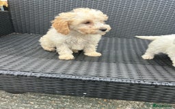 Cavapoo dogs for sale: Cavapoo puppy’s  - Advert 3
