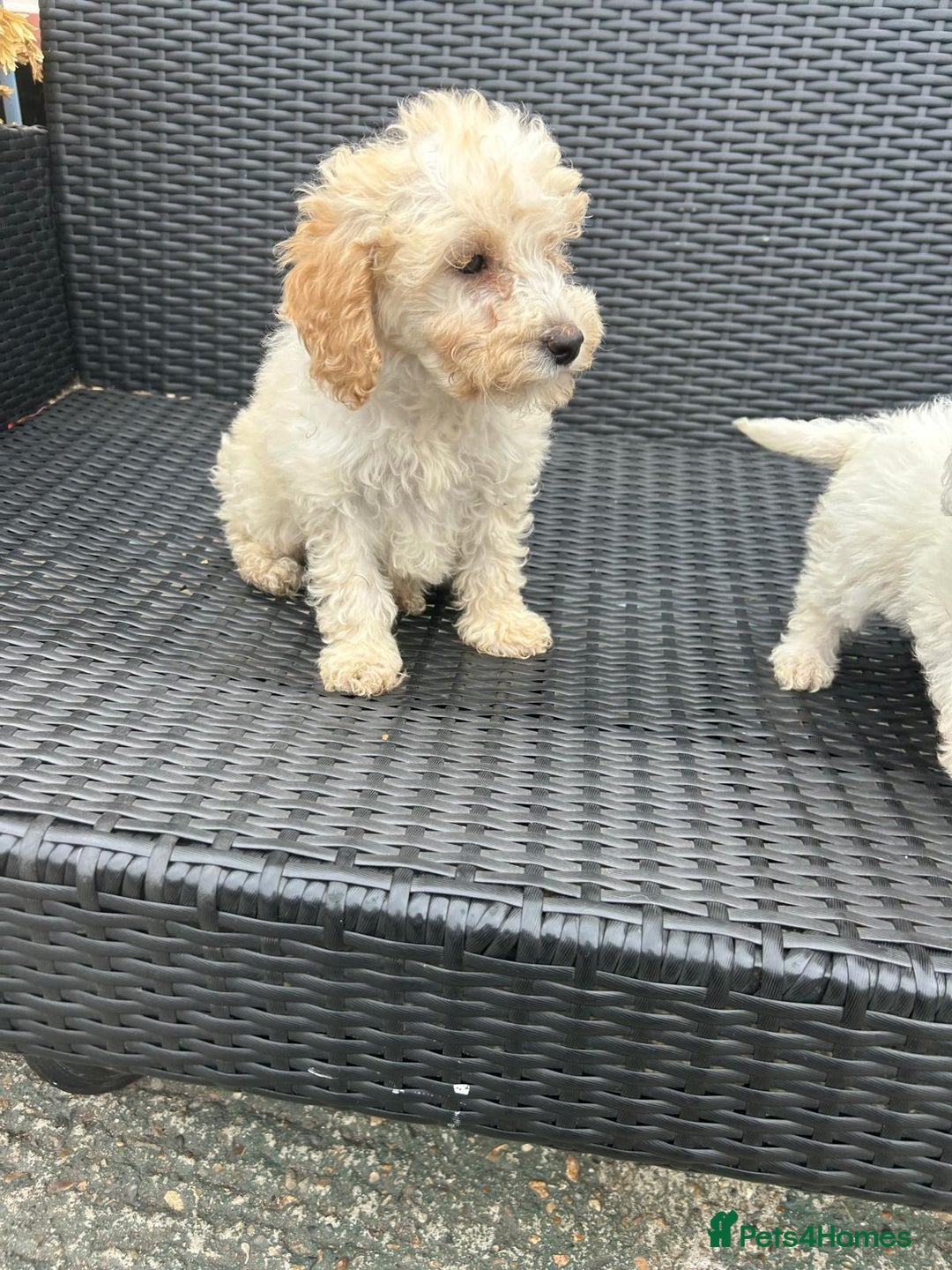 Cavapoo dogs for sale: Cavapoo puppy’s  - Advert 3